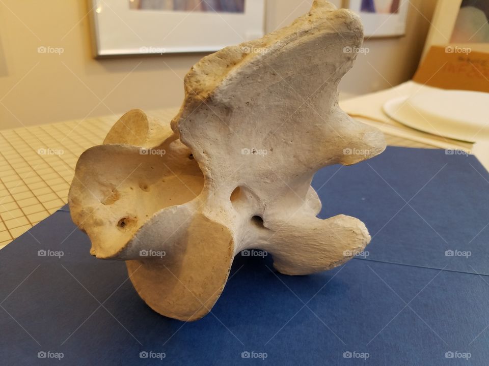 Bison bone