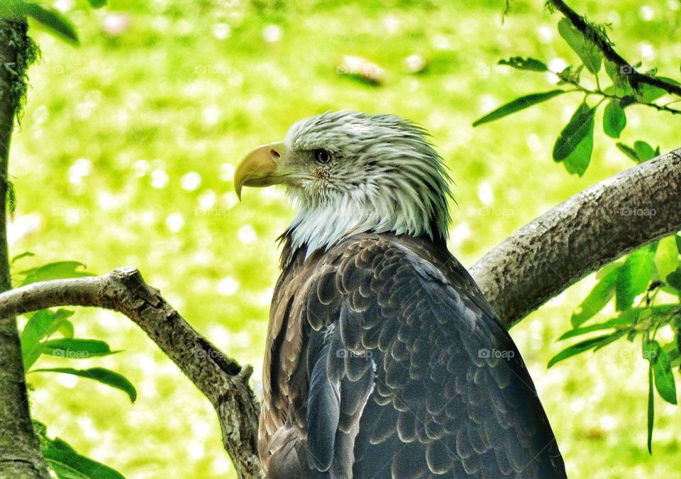 American Bald Eagle