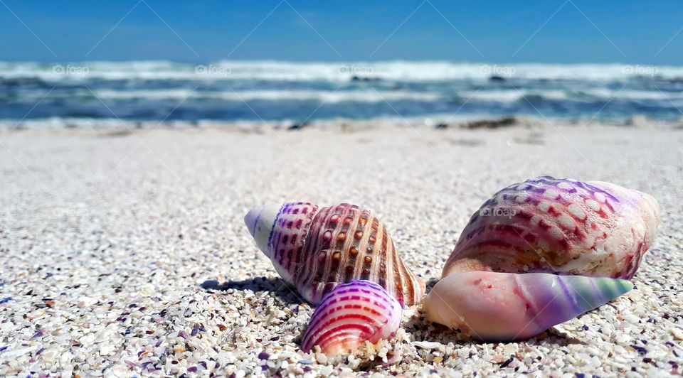 rainbow sea shells