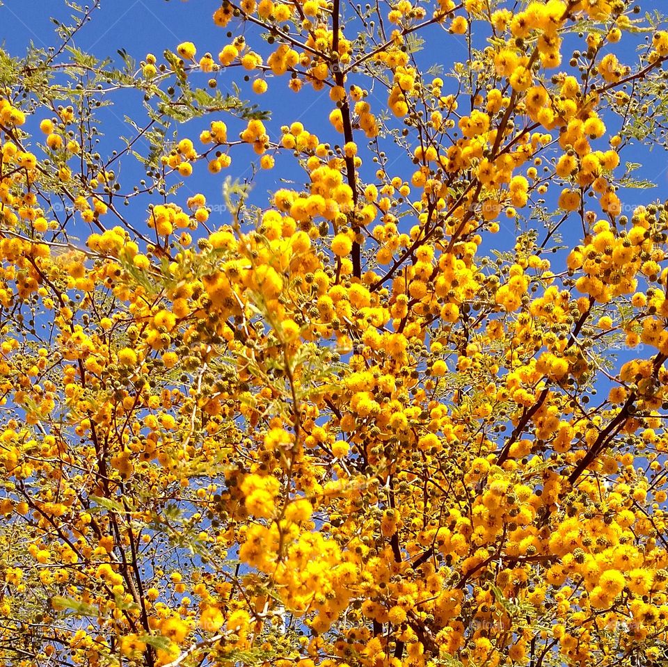 spring blooms