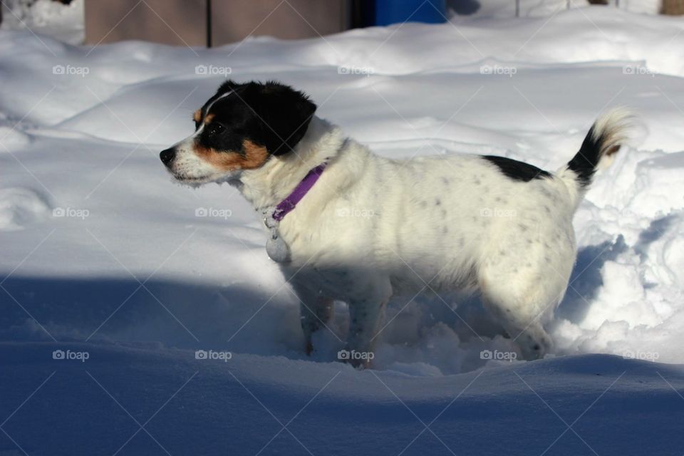 small dog in snow