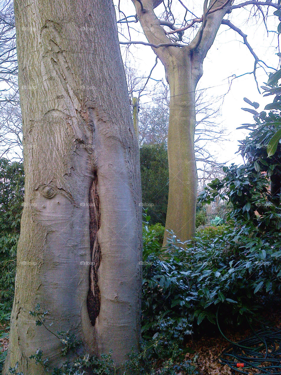 Beech tree trunks in English garden