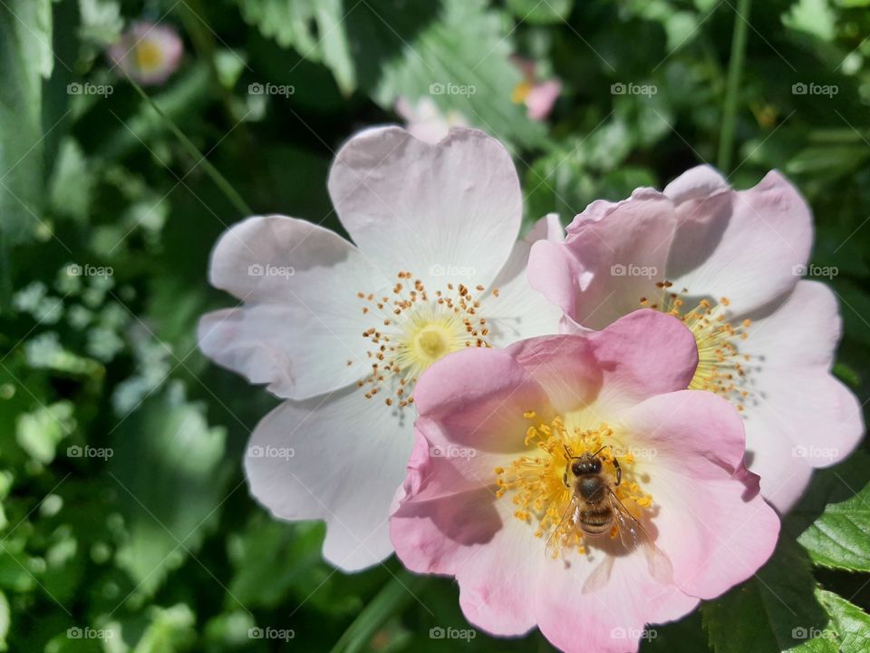 Hundsrosen mit Biene