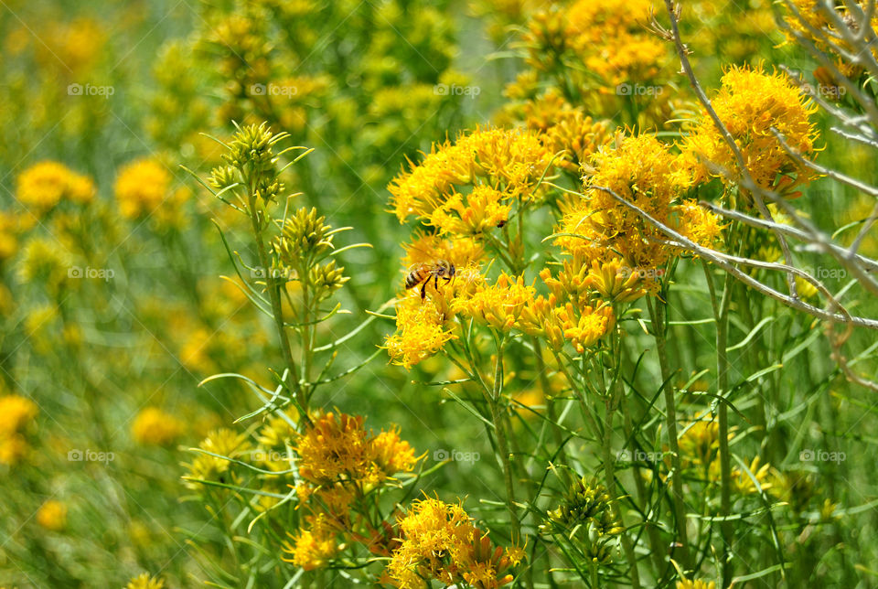 Flowers and the Bee