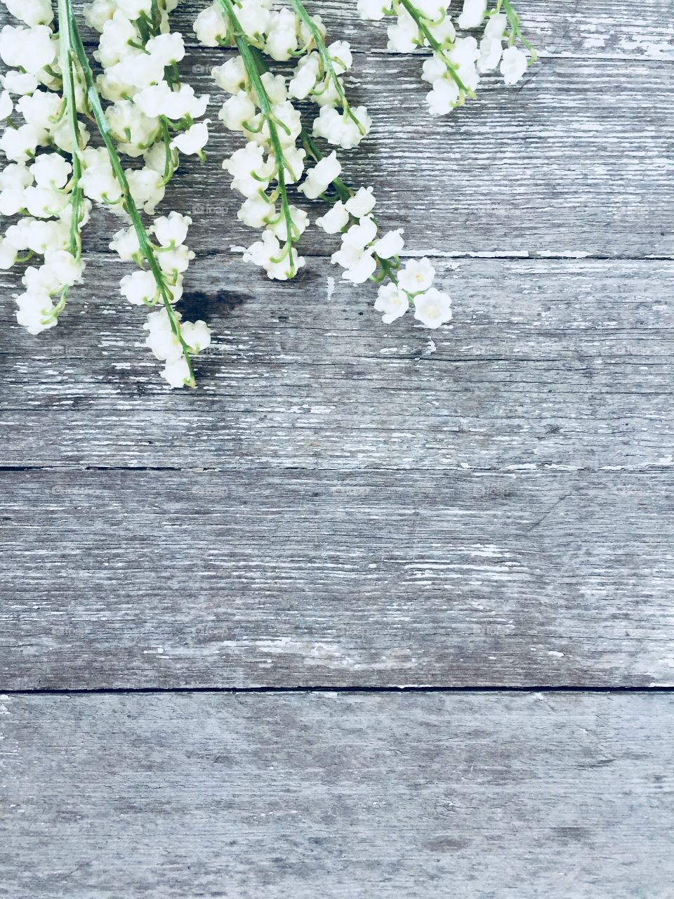 Lily of the Valley on a rustic grey and white wooden background (portrait)