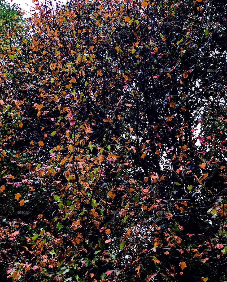 Low angle view of a gorgeous tree in fall