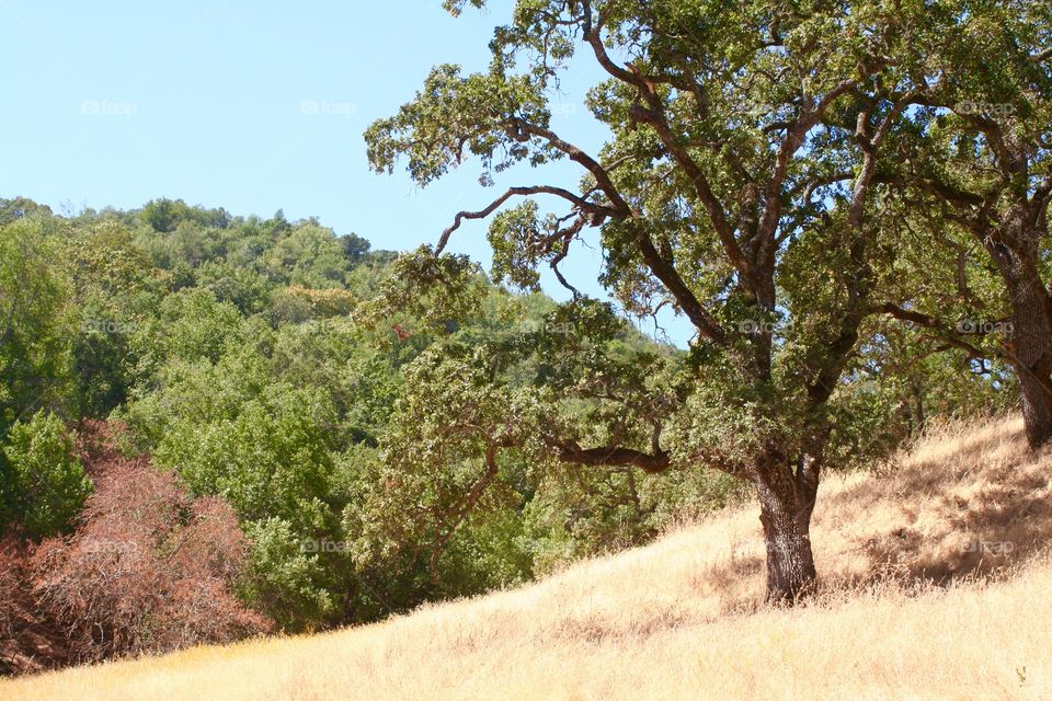 Landscape with a tree and dry grass 