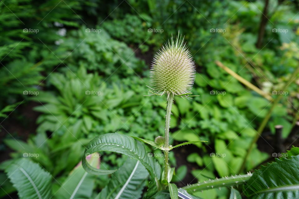 Flower in Crook Hall Garden ... bye bye Summer