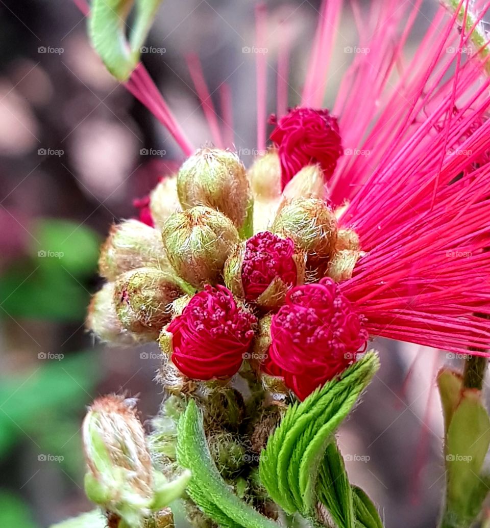 calliandra  - red powder puff flower