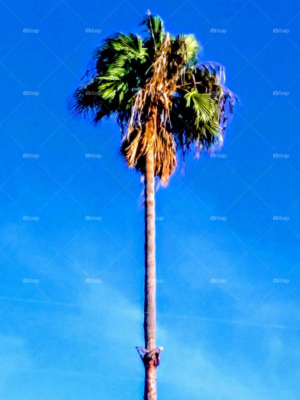 Stylized Palm Tree Standing Tall
