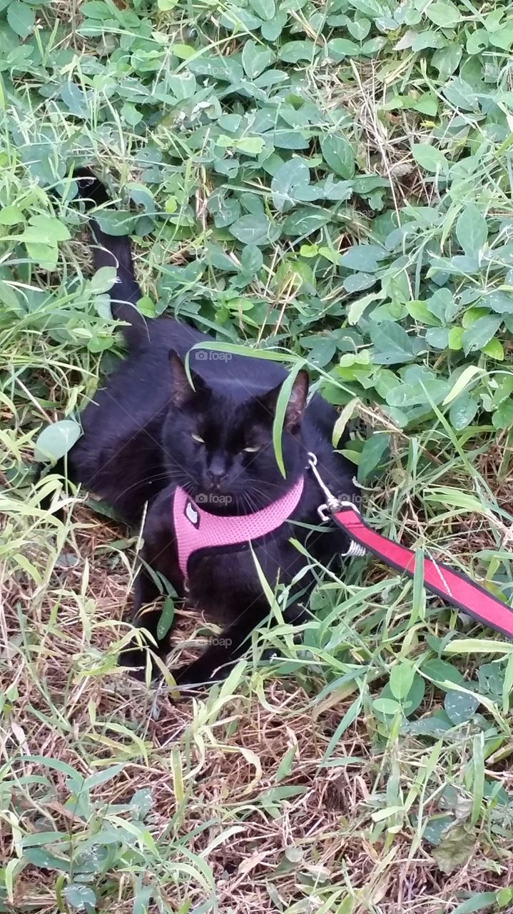 I am not enjoying this. caribbean siamese island cat on a leash
