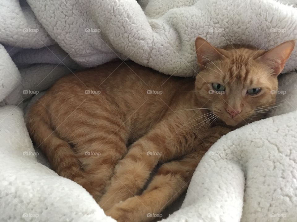 Ginger kitty in a big soft blanket 