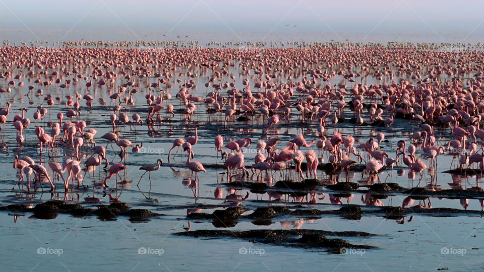 Stormo di fenicotteri