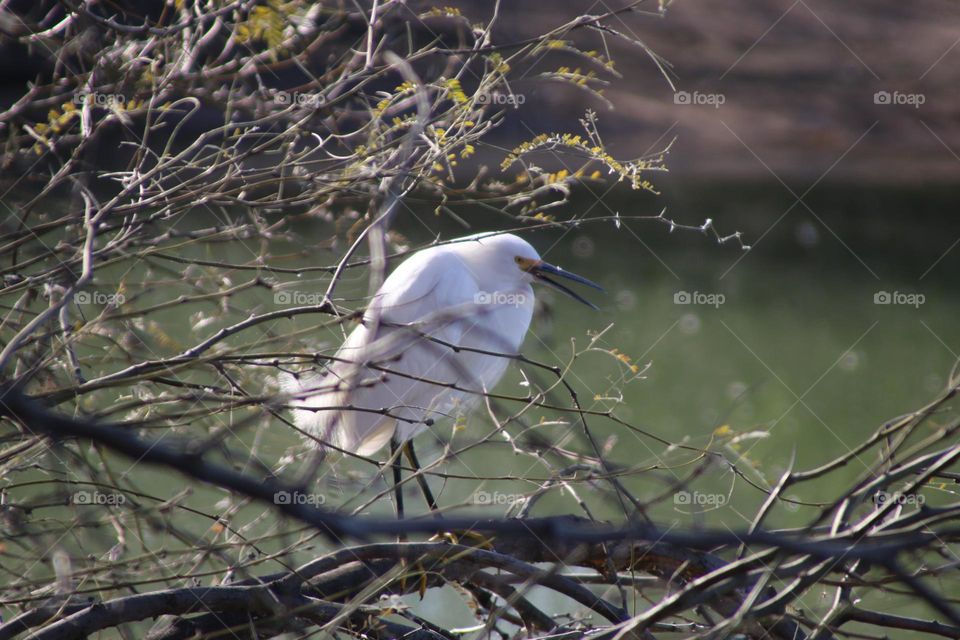 Egret on a Tree Branch