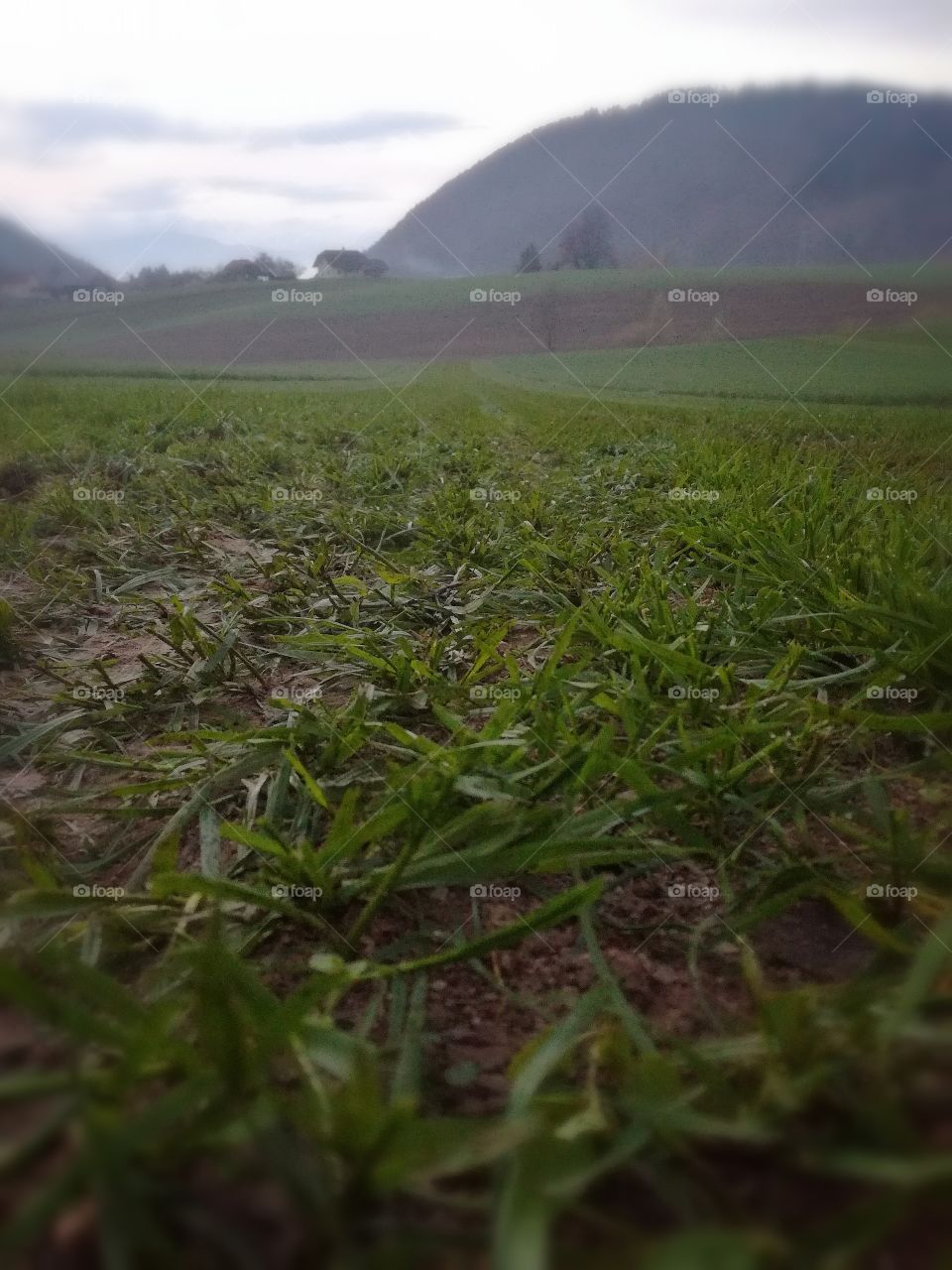 long line of grass