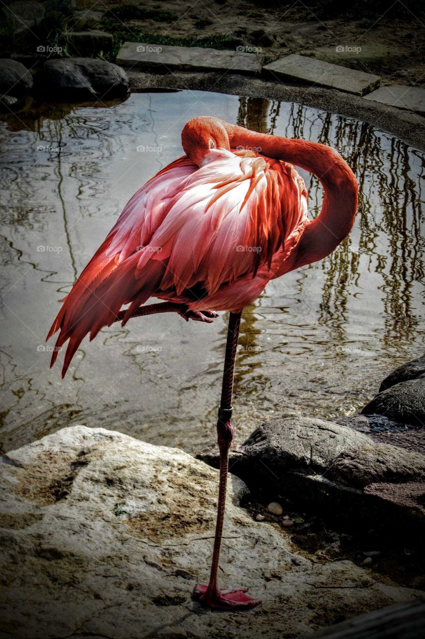 Sleeping Pink Flamingo at The Zoo "No Sleep Till Brooklyn"