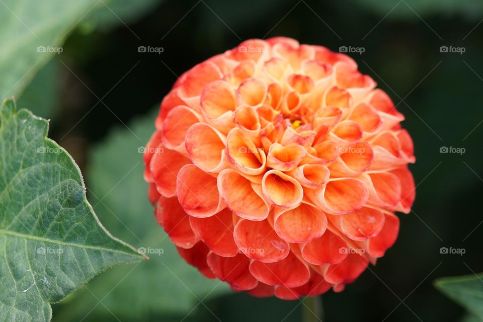 Beautiful round shaped two tone orange Dahlia 🧡