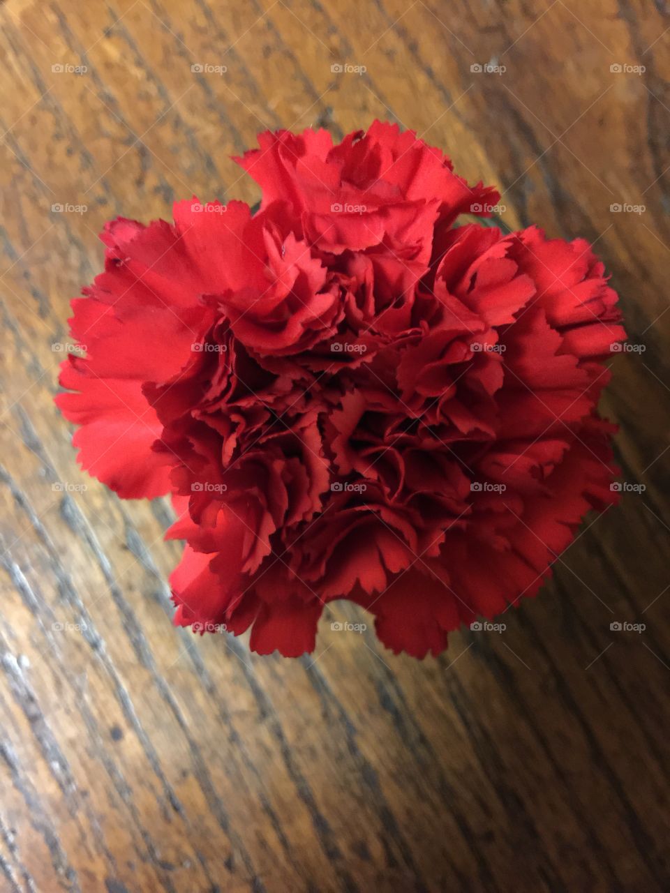 Red Carnation my fav in the world smells so sweet and spicy 
