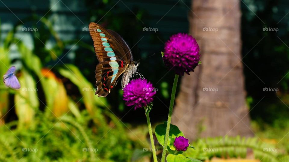 Beautiful and colourful butterfly