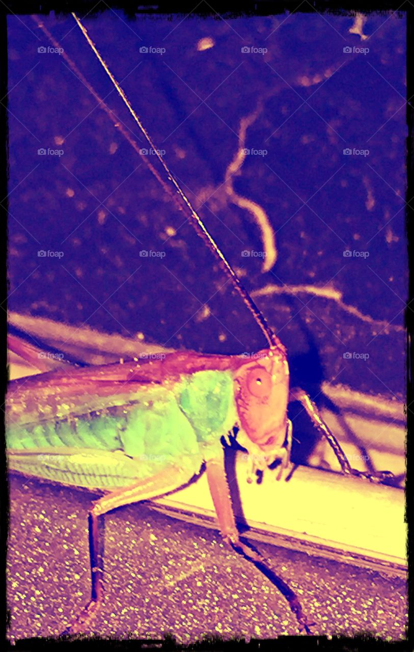 Grasshopper Nightlife