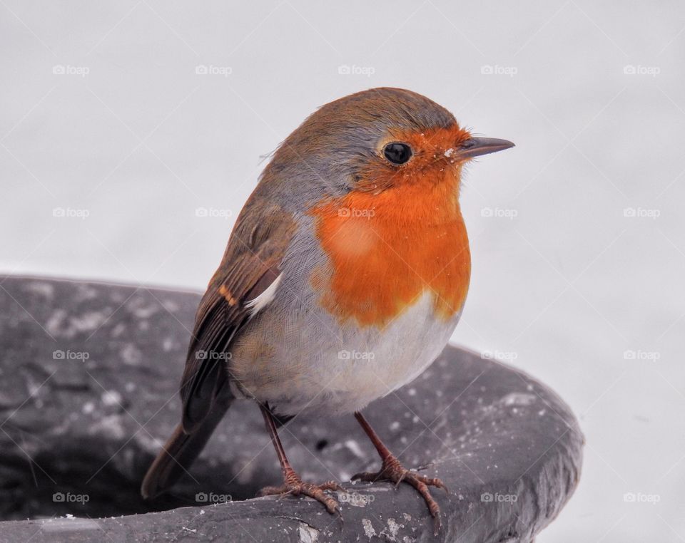 Small bird robin 