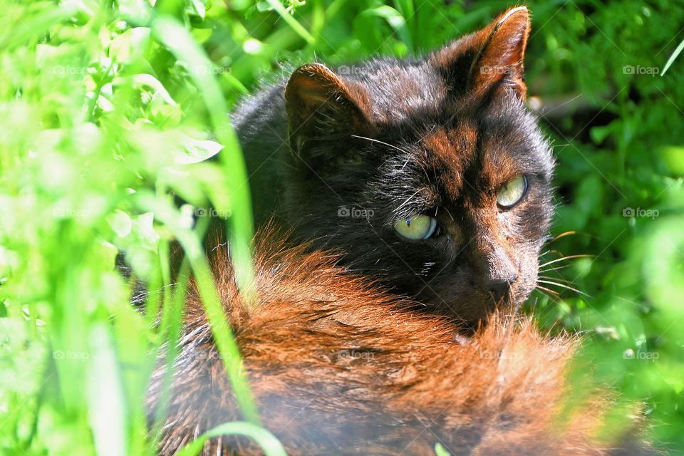 The start wild cat’s eyes 