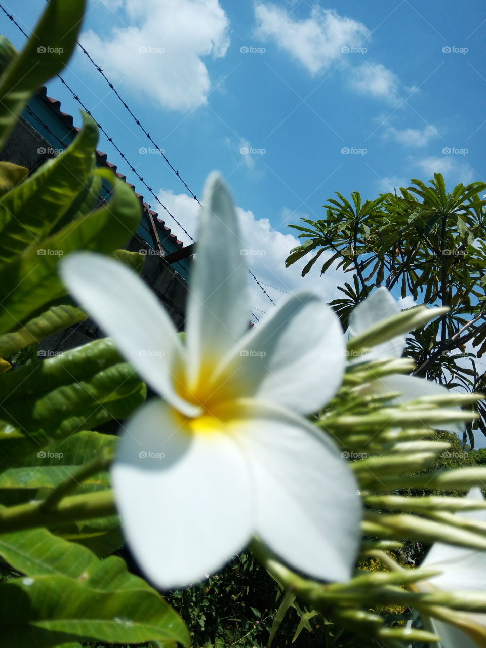 Nature, Flower, Tropical, Leaf, Flora