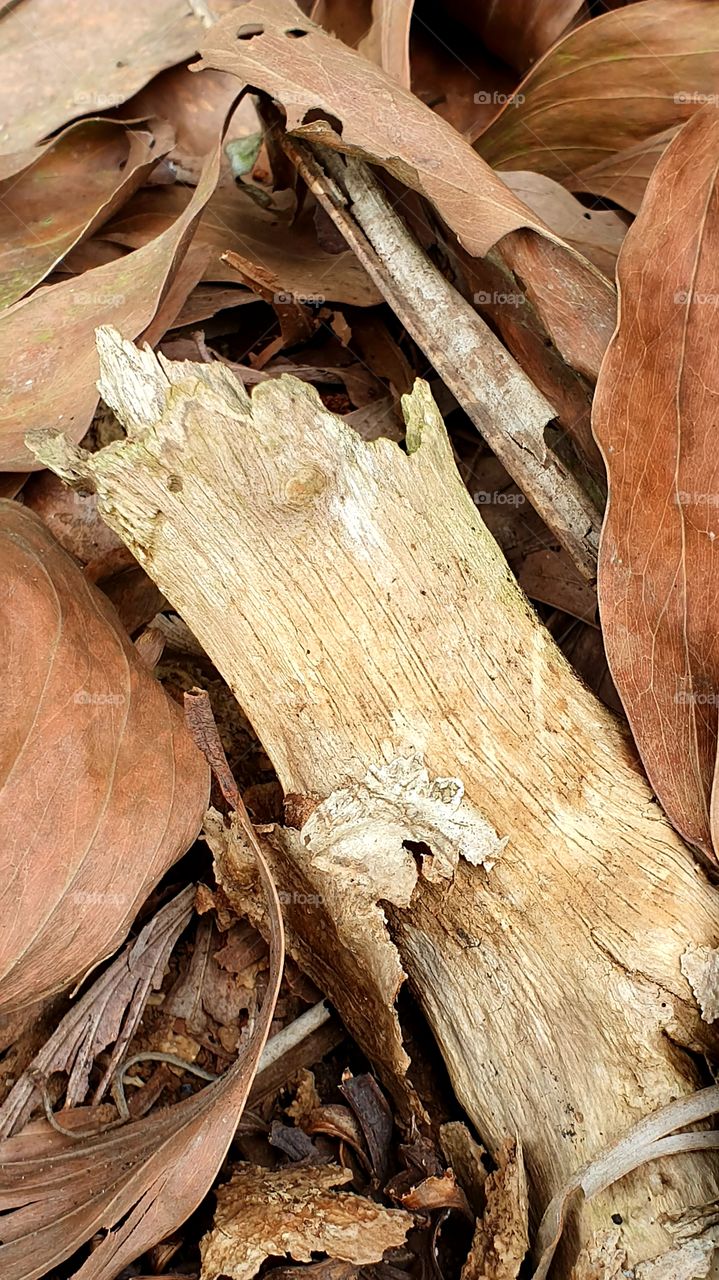 weathered leaves and wood