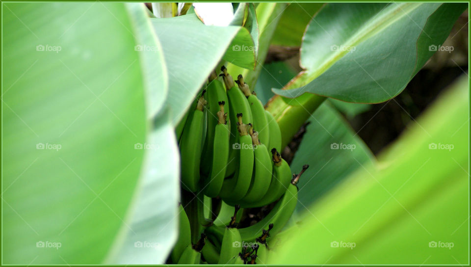 Raw bananas on tree