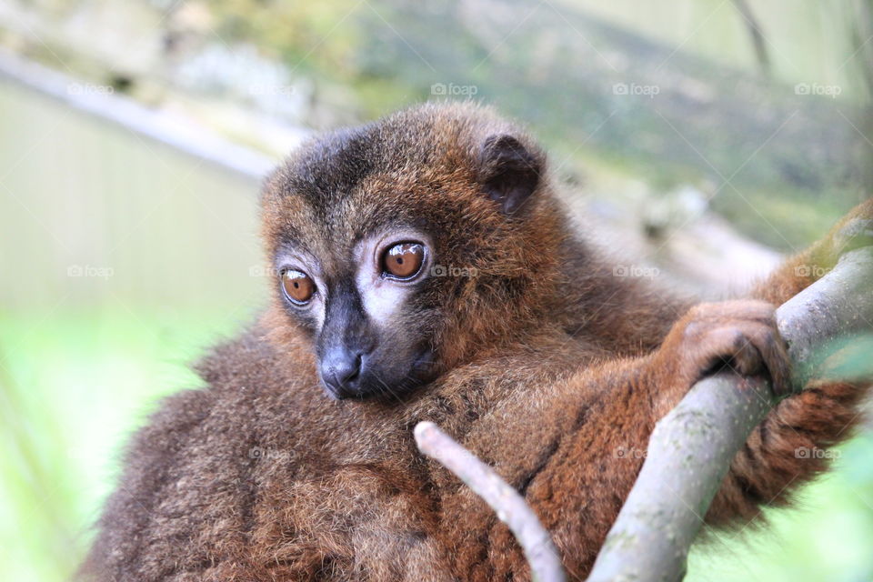 Lemur