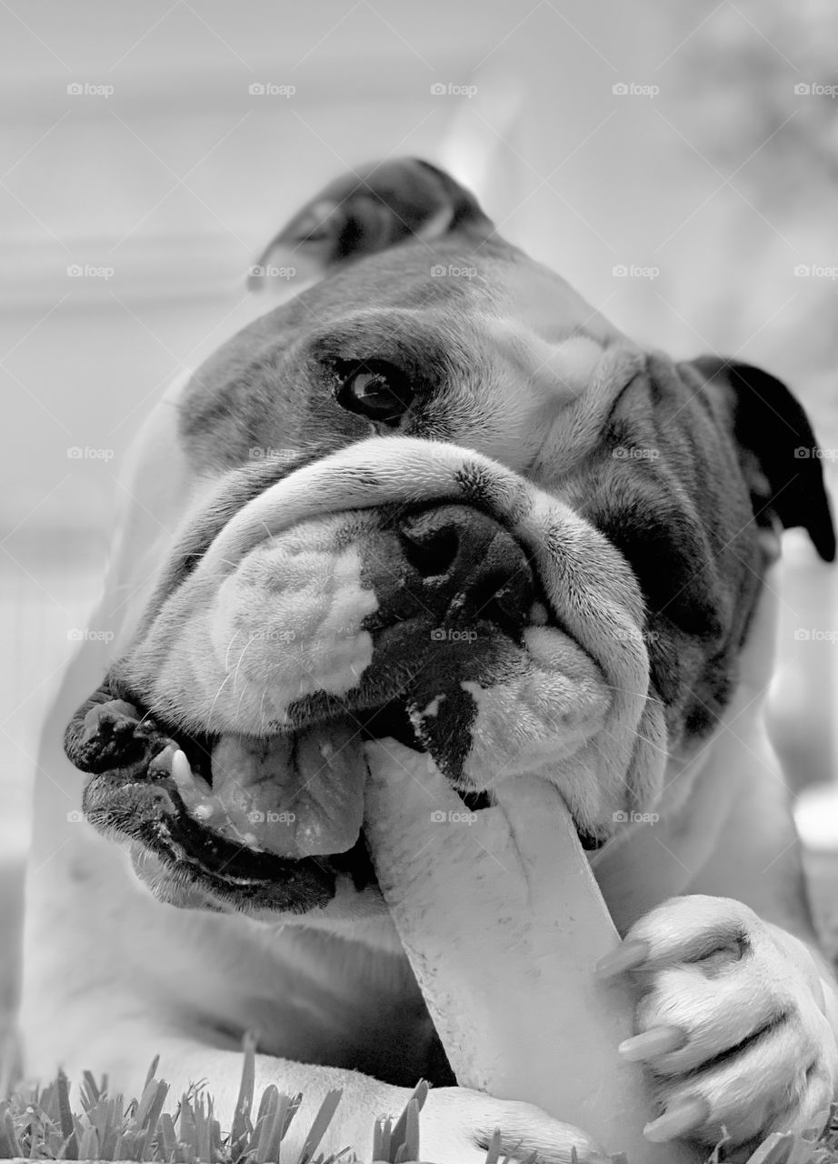 Black & White Bulldog chewing bone
