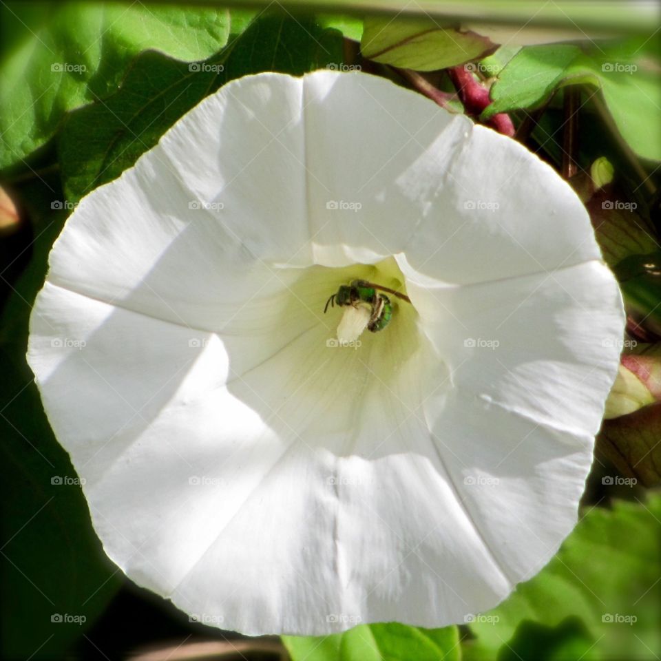 White flower with visitors 