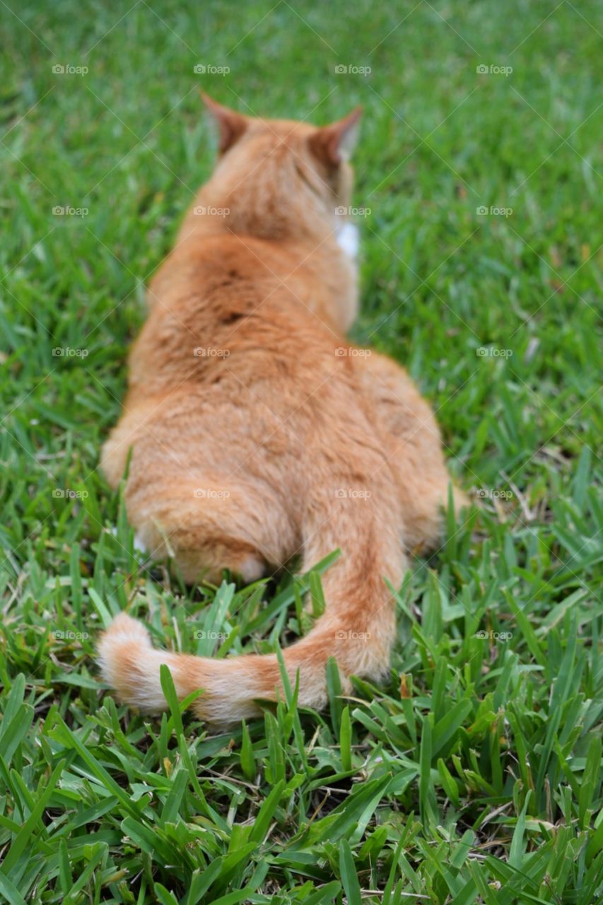 Yellow cat in grass