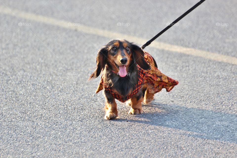 dachshund