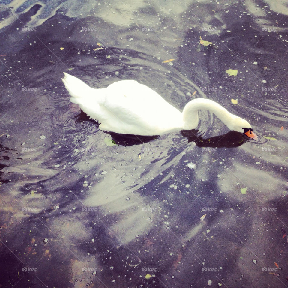 staines upon thames duck river thames by FunZillion