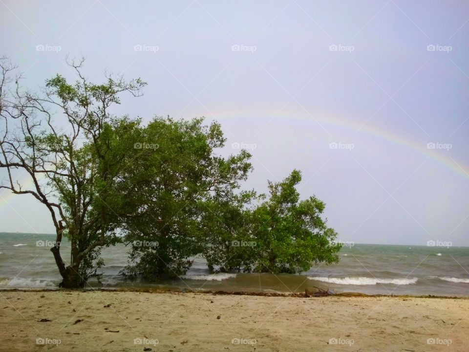 Seasore trees with rainbow in the sky