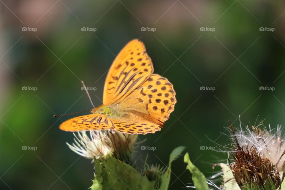 Yellow butterfly with open wings