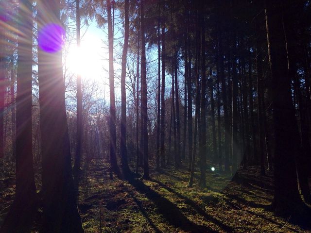 Sunny