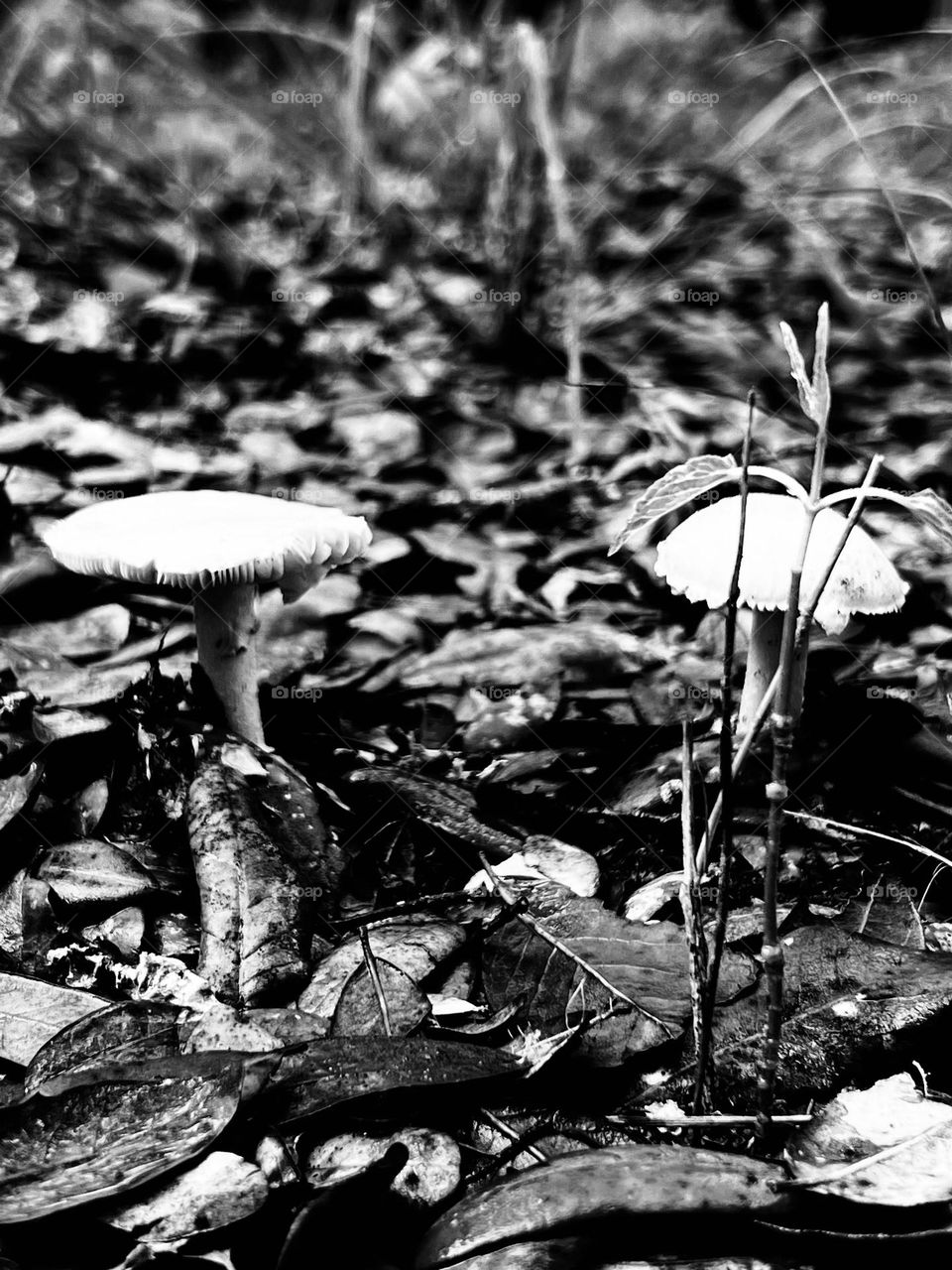 Black and white of mushrooms growing through the dead oak leaves 