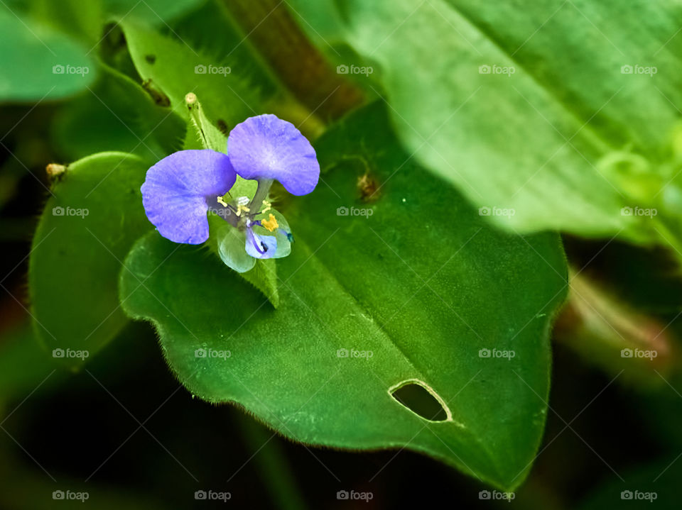 Floral photography - Benghal day flower