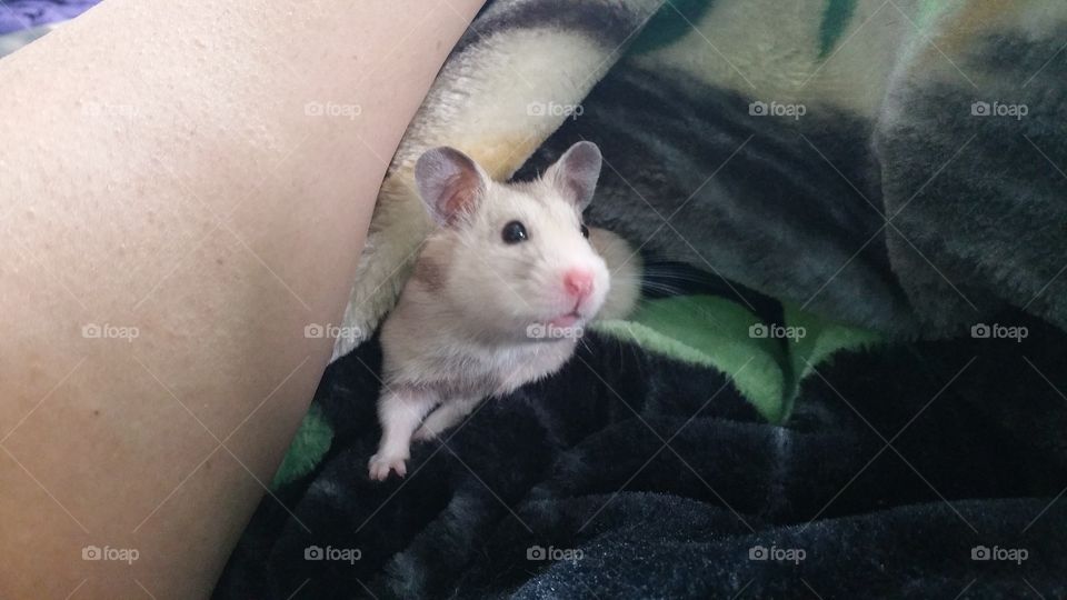 Curious Hamster