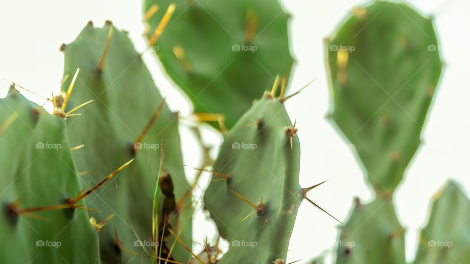 Close-up of Cactus plant