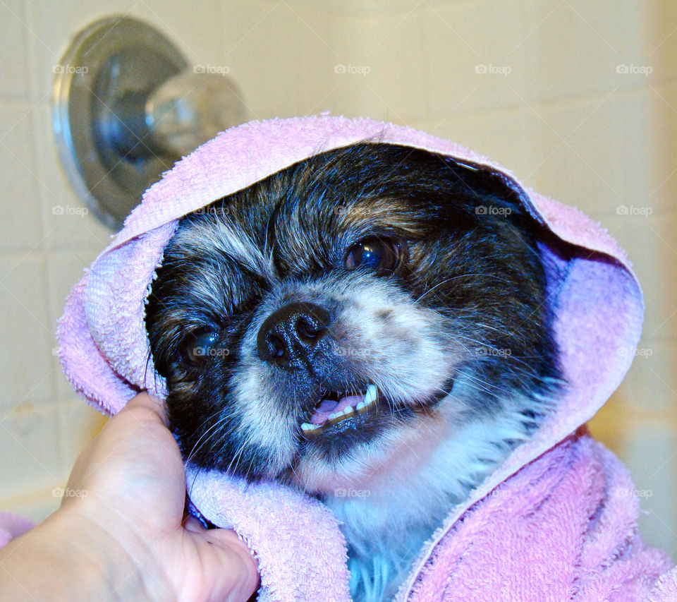 Cute Pekingese dog just had a refreshing bath with towel over head