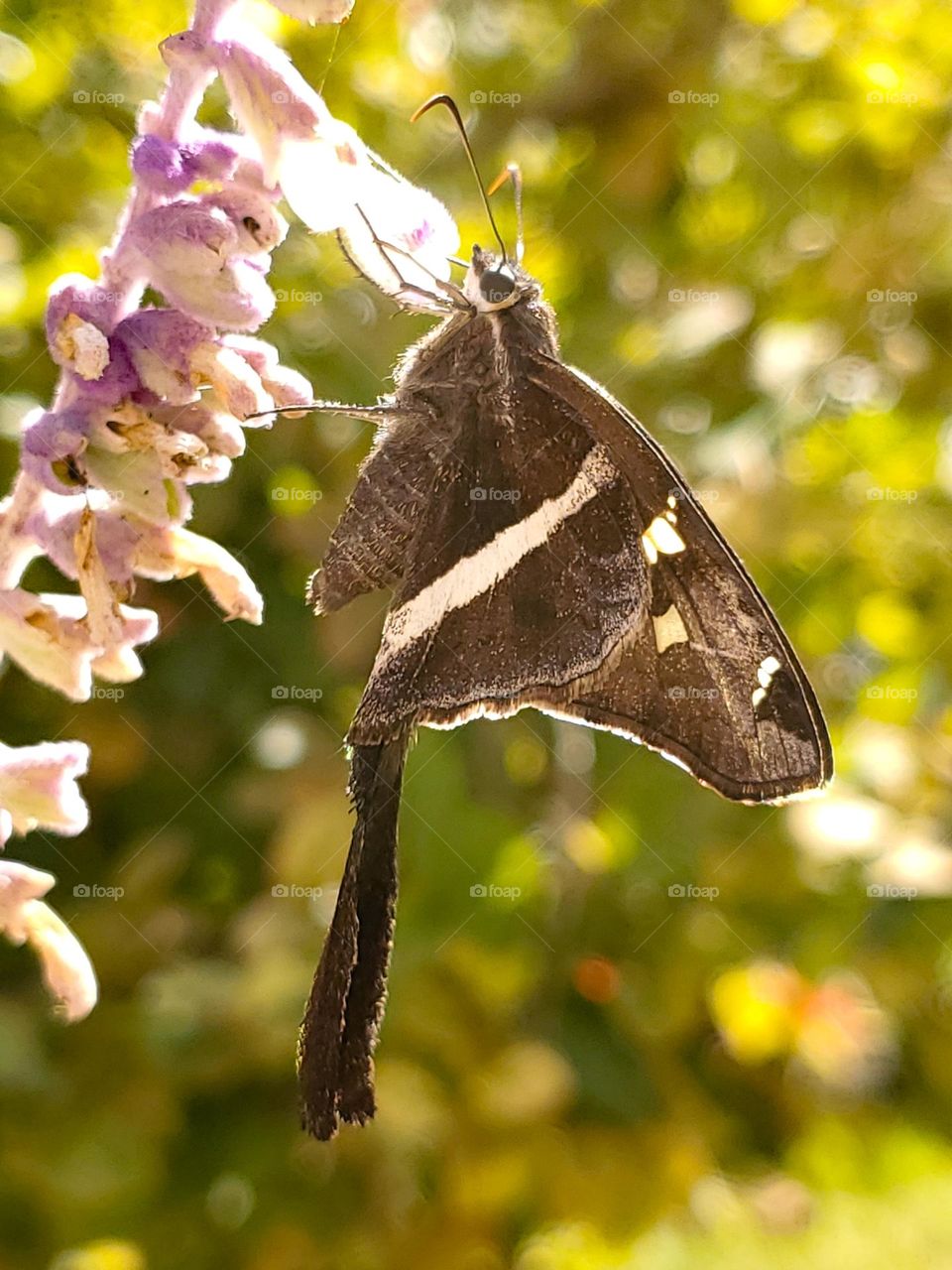 White-striped Longtail butterfly. 
Chioides albofasciatus (Hewitson, 1867)