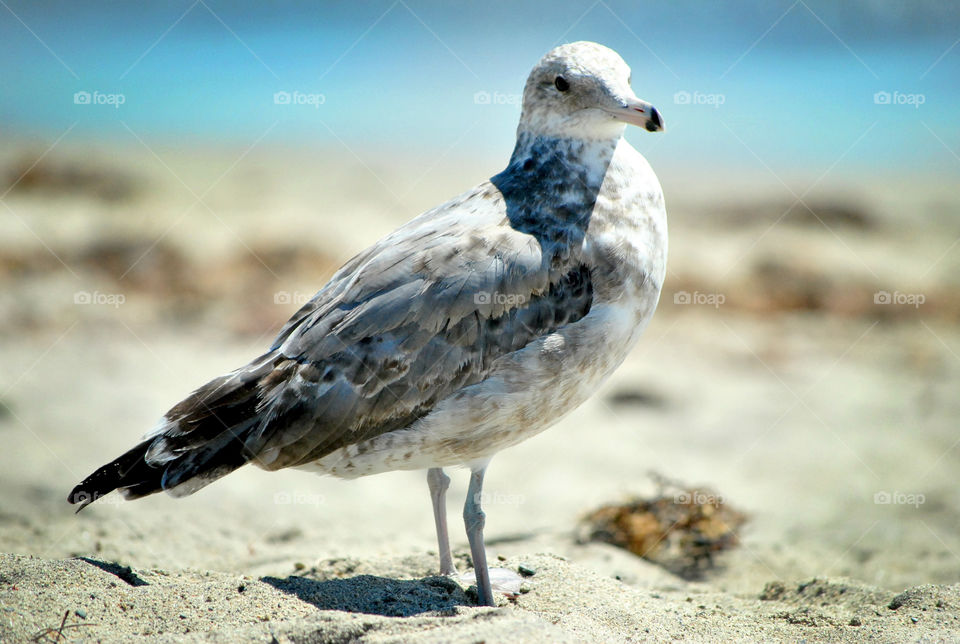 Seagull bird on the beach