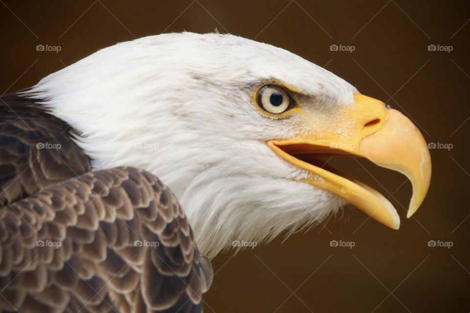 eagle