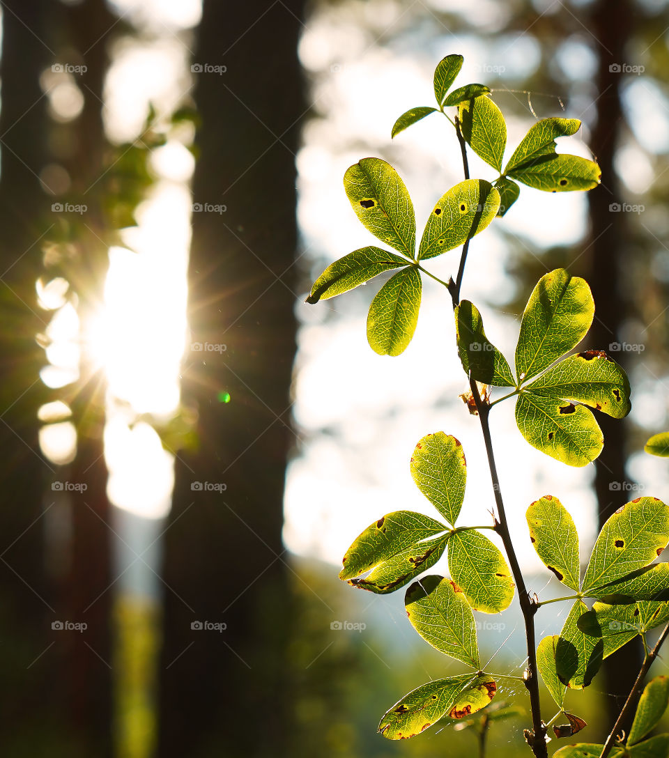 warm sunset in the juicy and fresh leaves