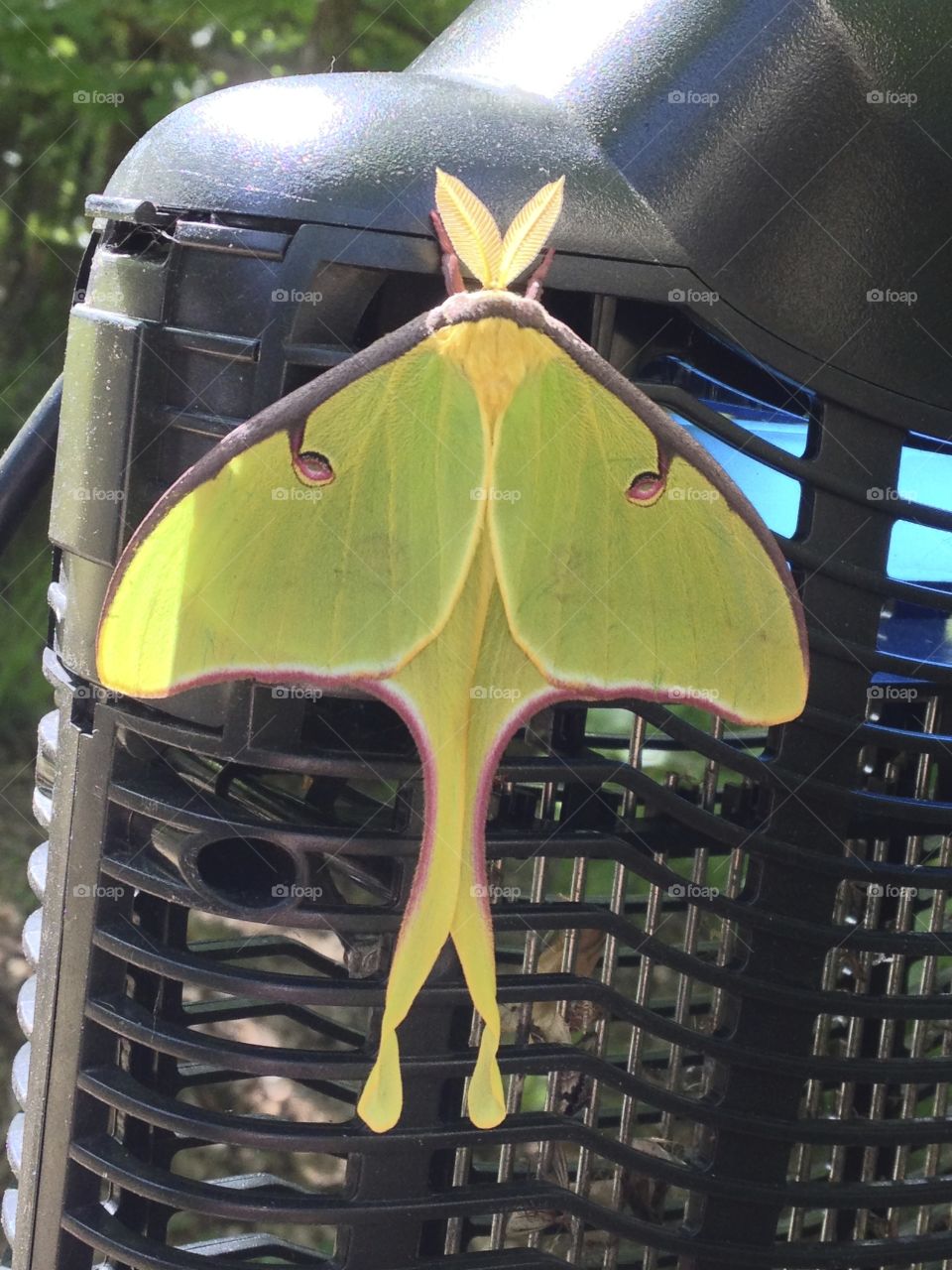 Rarely seen Luna moth. Lives only one week a year to mate.
