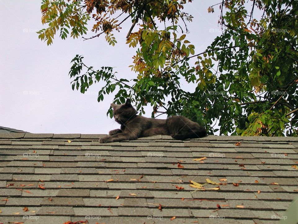 Cat on a roof