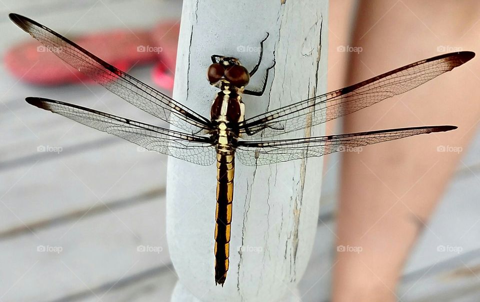 Dragonfly, No Person, Insect, Nature, Wood